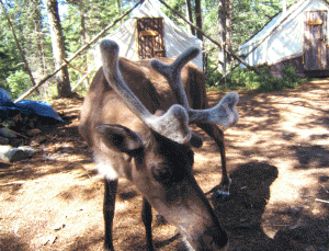 Aventure au pays des caribous