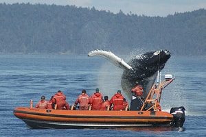 Croisière d'observation aux baleines