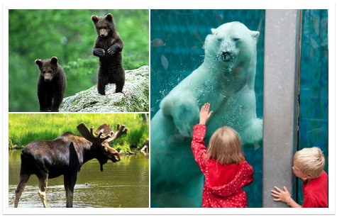 A voir et à faire au Québec : Zoo sauvage de St-Félicien