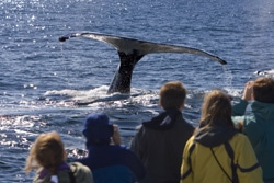 Observation des baleines à Tadoussac