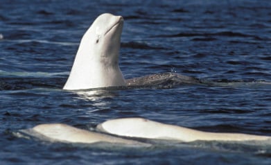 Beluga à Cacouna