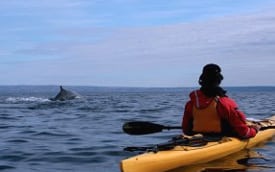 Observation des baleines en kayak 