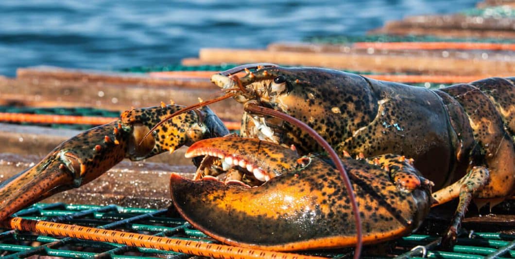 Homard du Québec