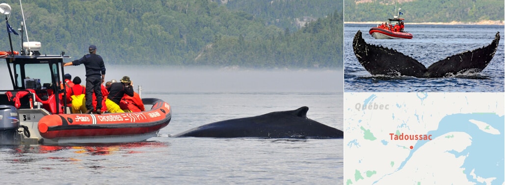 Croisière aux baleines à Tadoussac