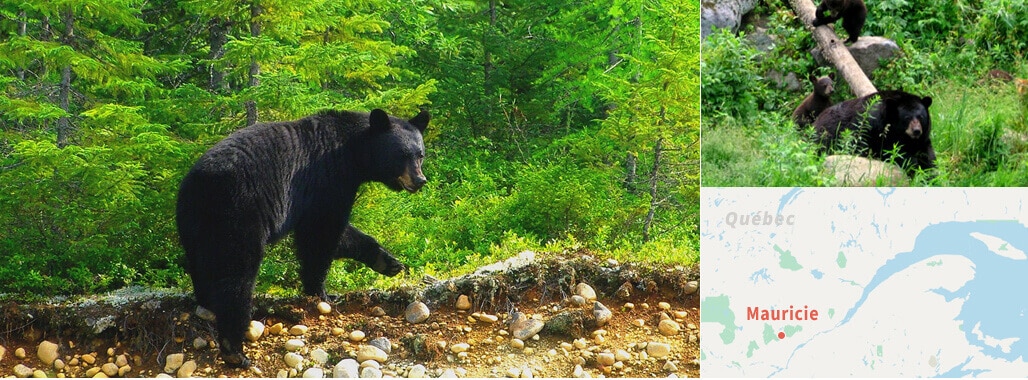 Observation des ours noirs au Québec