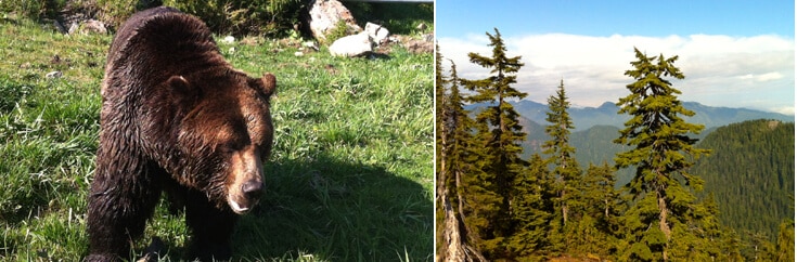 Grouse Mountain Ours