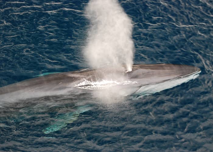 Faune du Canada : la baleine bleue