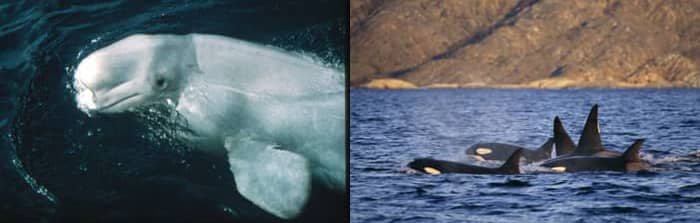 Faune du Canada : beluga et orques