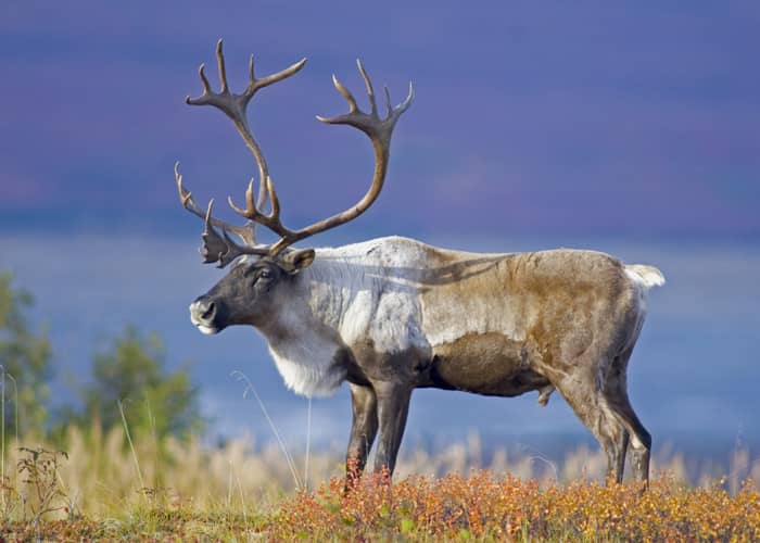 Faune du Canada : le caribou