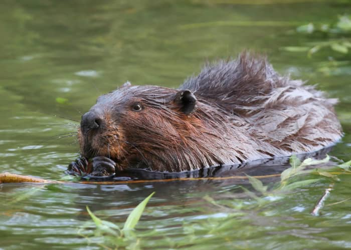 Faune du Canada : le castor