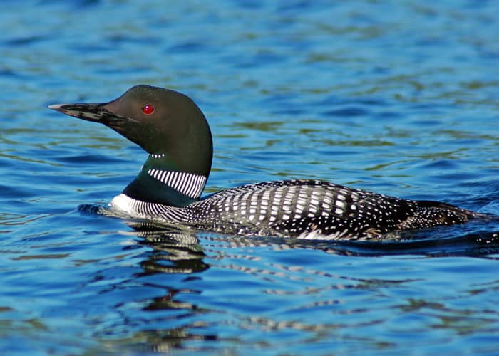 Faune du Canada : le huard