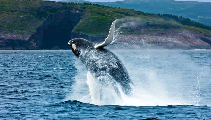 Observation des baleines à Twillingate