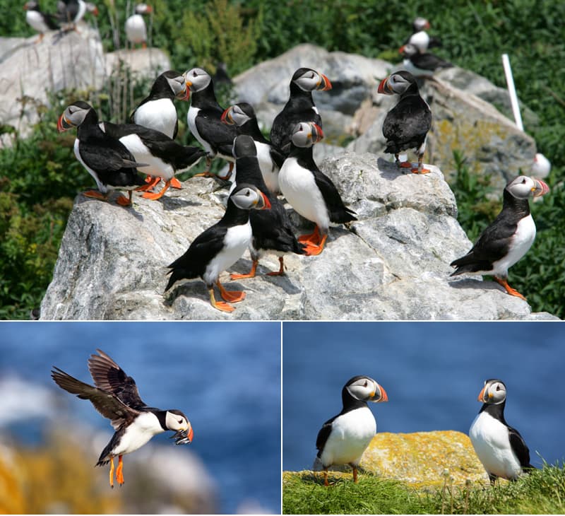 Puffins à Witless Bay - Terre-Neuve