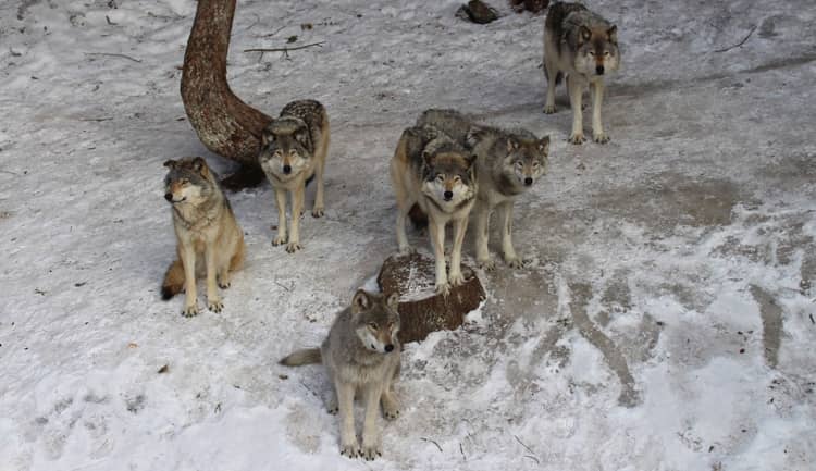 Loups gris au parc Omega