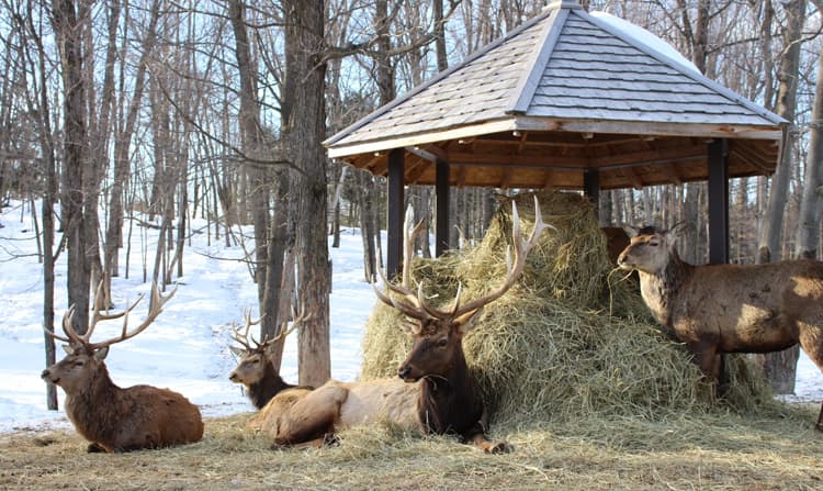 Wapitis au parc Omega