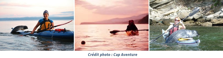 Kayak de mer avec les phoques au parc Forillon