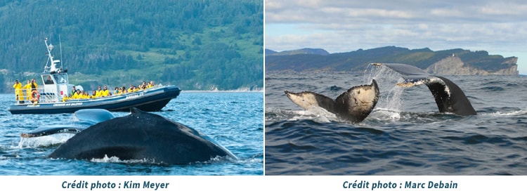 Croisière aux baleines au parc Forillon