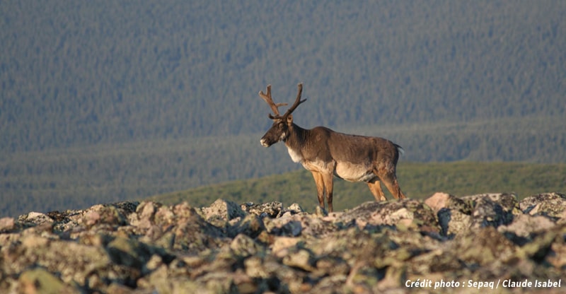 Caribou dans le parc national de la Gaspésie