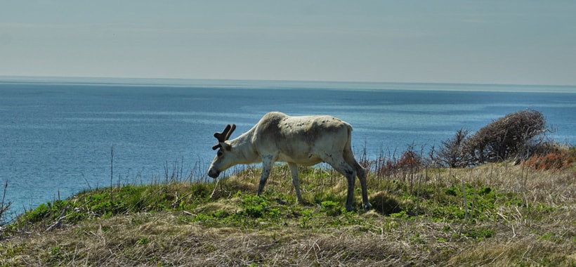 Caribou sur le bord de la route