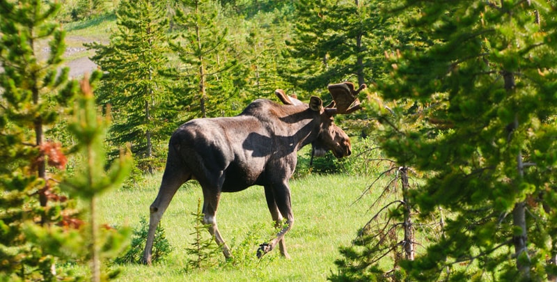 Orignal dans la forêt