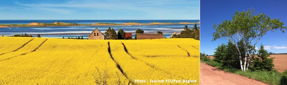 champ de colza sur l'île-du-Prince-Edouard