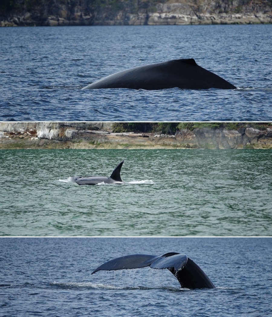 Orques et baleines à Telegraph Cove