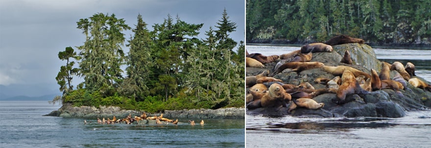 Lions de mer à Telegraph Cove