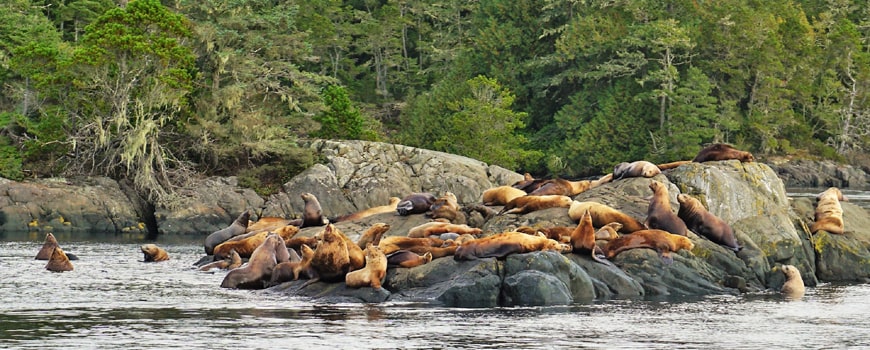 Lions de mer à Telegraph Cove