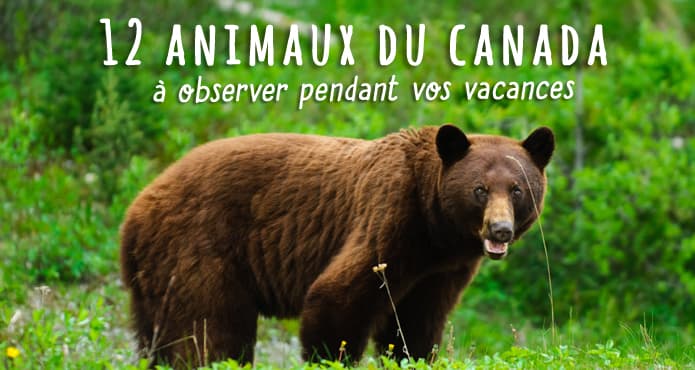 Faune du Canada : 12 animaux à observer