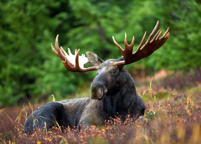 Les grands animaux de la forêt