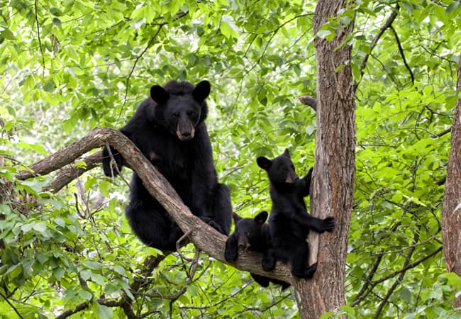 L'ours noir