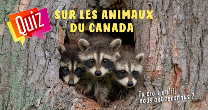Quiz animaux du Canada