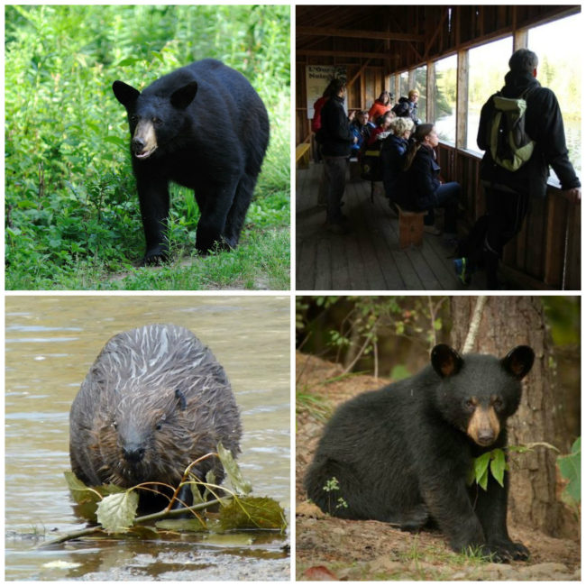 Observation des ours et des castors