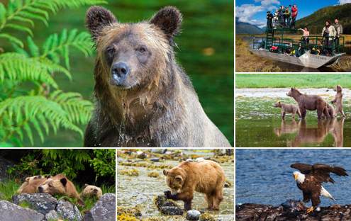 Croisière d’observation des Grizzlys et Ours noirs