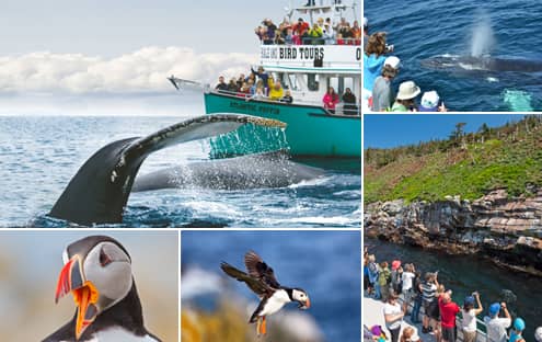 Croisière aux baleines et macareux