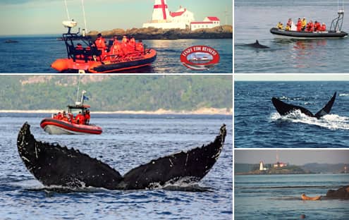 Croisière aux baleines baie de Fundy en zodiac