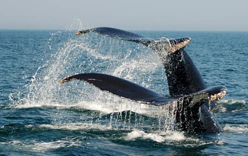 Croisière observation des Baleines en catamaran