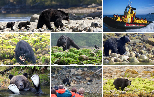 Excursion en zodiac et observation des ours noirs