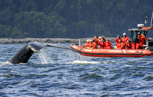 Croisière d’observation des baleines en zodiac – 2h