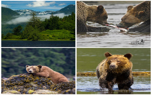 Excursion maritime et observation de grizzlis et d’ours