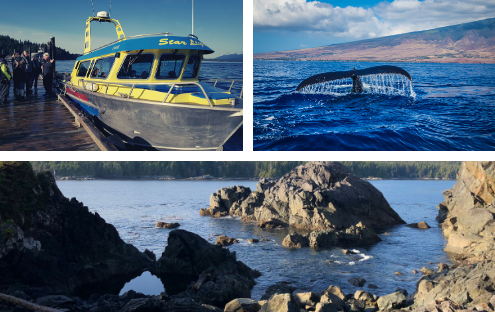 Observation des baleines et sources thermales – Tofino