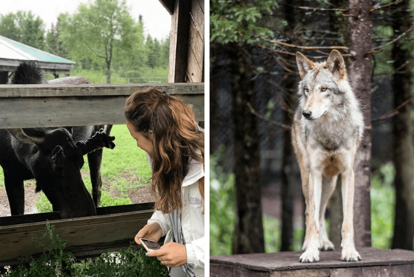 refuge loup