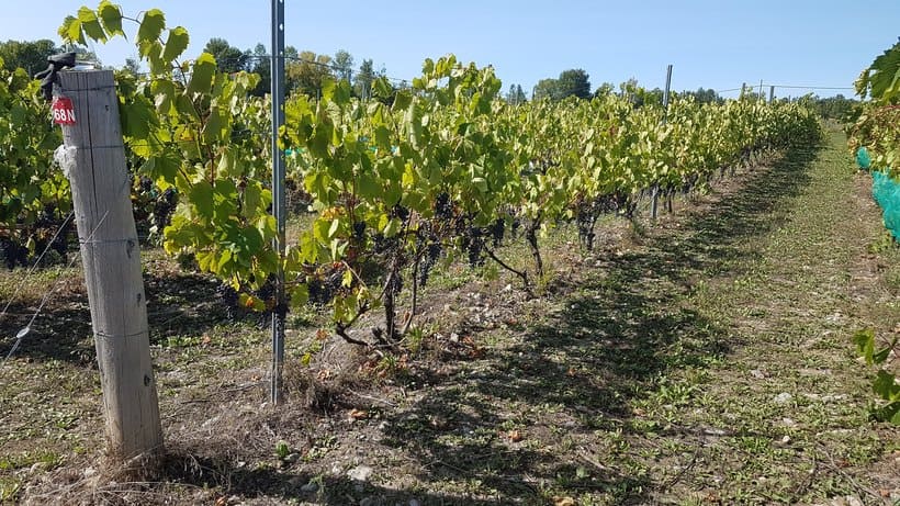 vignes