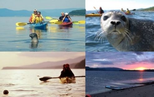 Observation des phoques en Kayak de mer au coucher du Soleil
