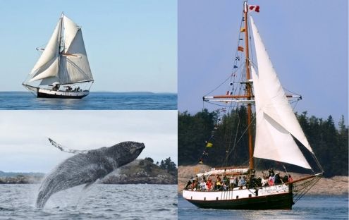 Observation des baleines en voilier