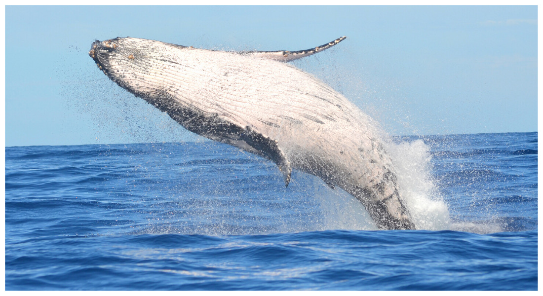 Observer les baleines