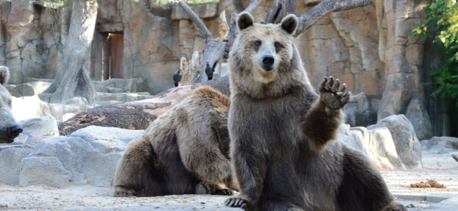 Ours au Zoo St Félicien