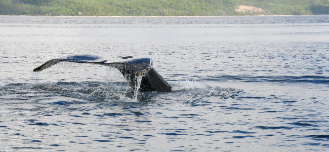 Les baleines de Tadoussac sur votre circuit d'automne