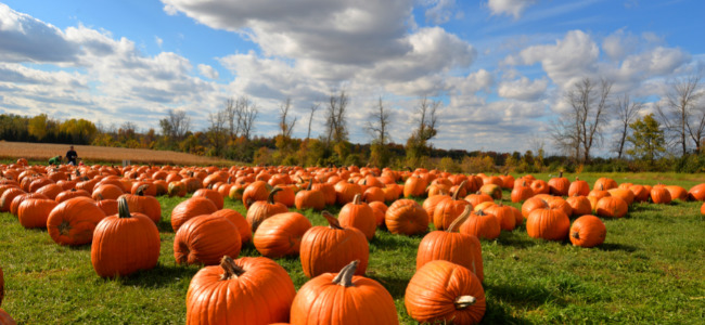 Champs de citrouilles en automne