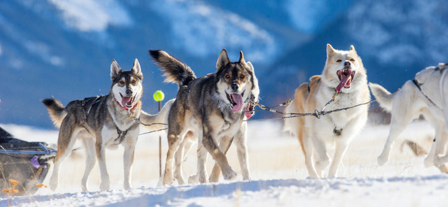 Chiens de traineau